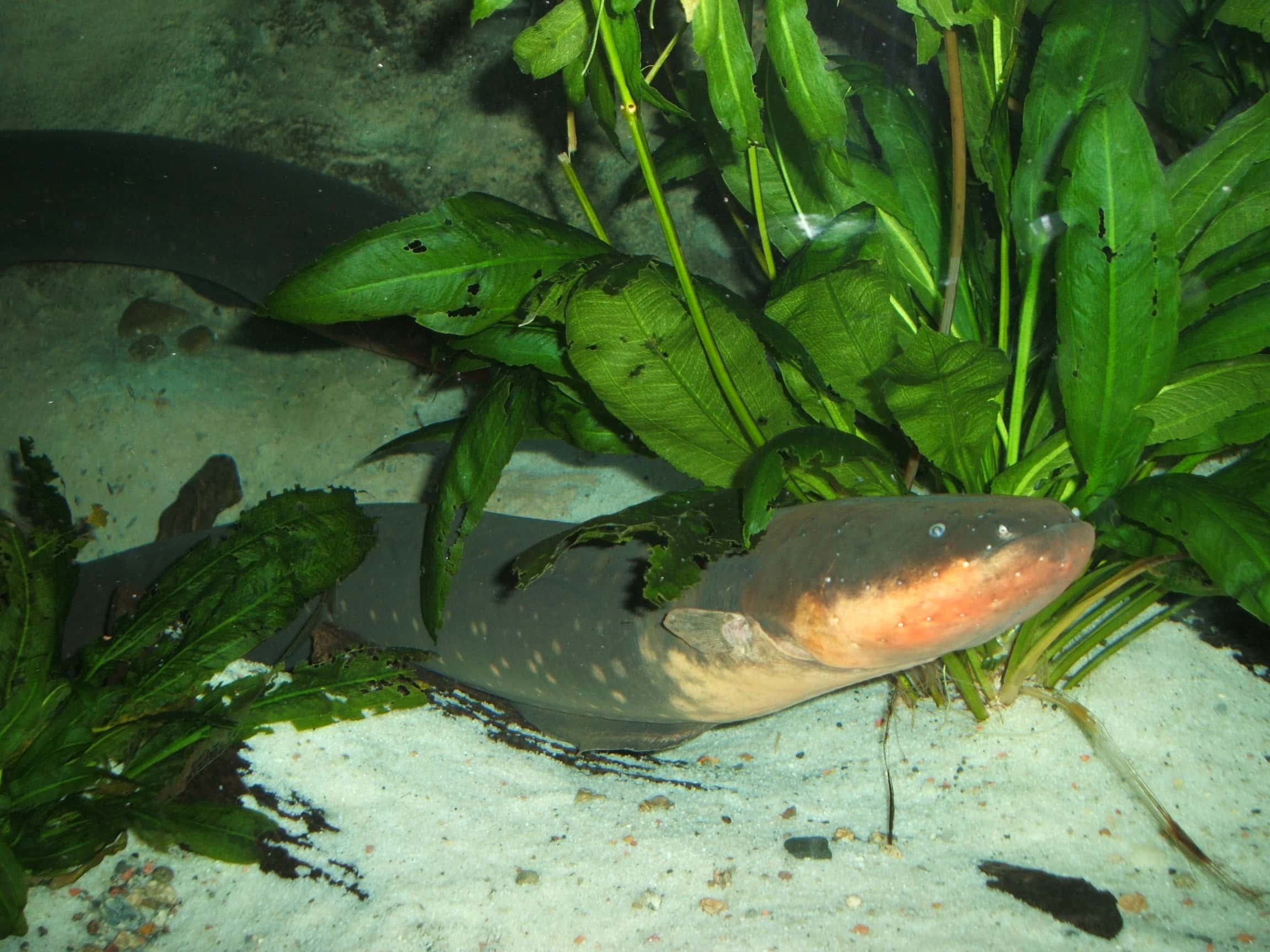 Photo of Electric eel (Electrophorus electricus). Taken at the New England Aquarium