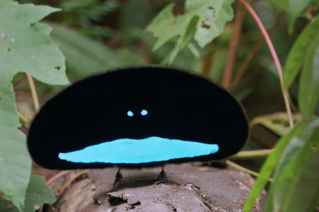 Screenshot of Bird Of Paradise - from Planet Earth (TV Series)