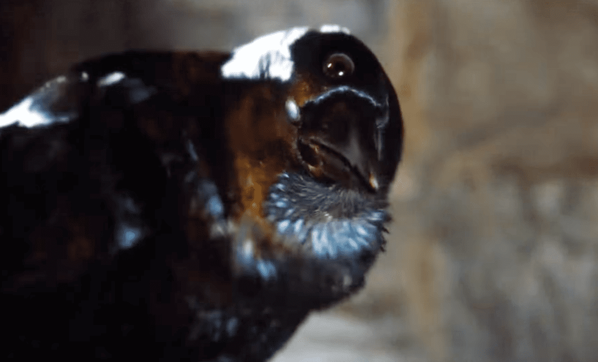 Game of Thrones facts