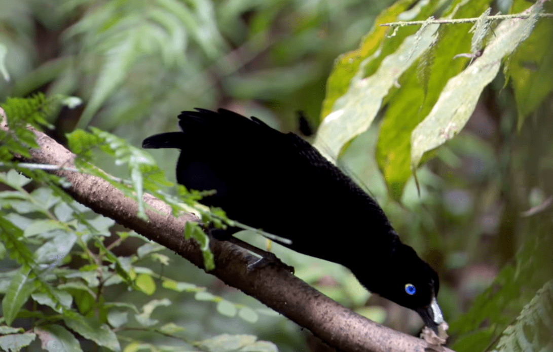 Screenshot of Bird Of Paradise - from Planet Earth (TV Series)