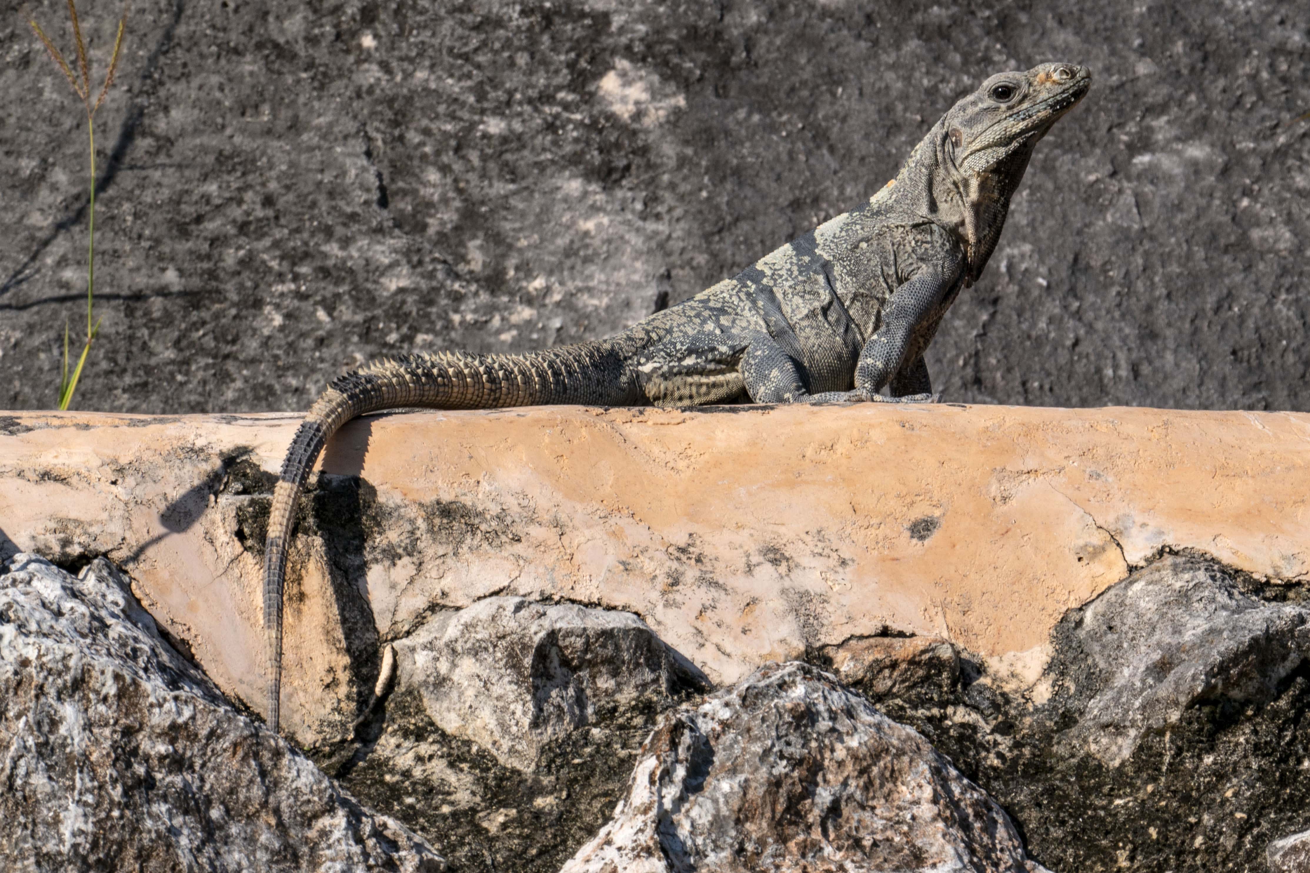 GettyImages-1043955666