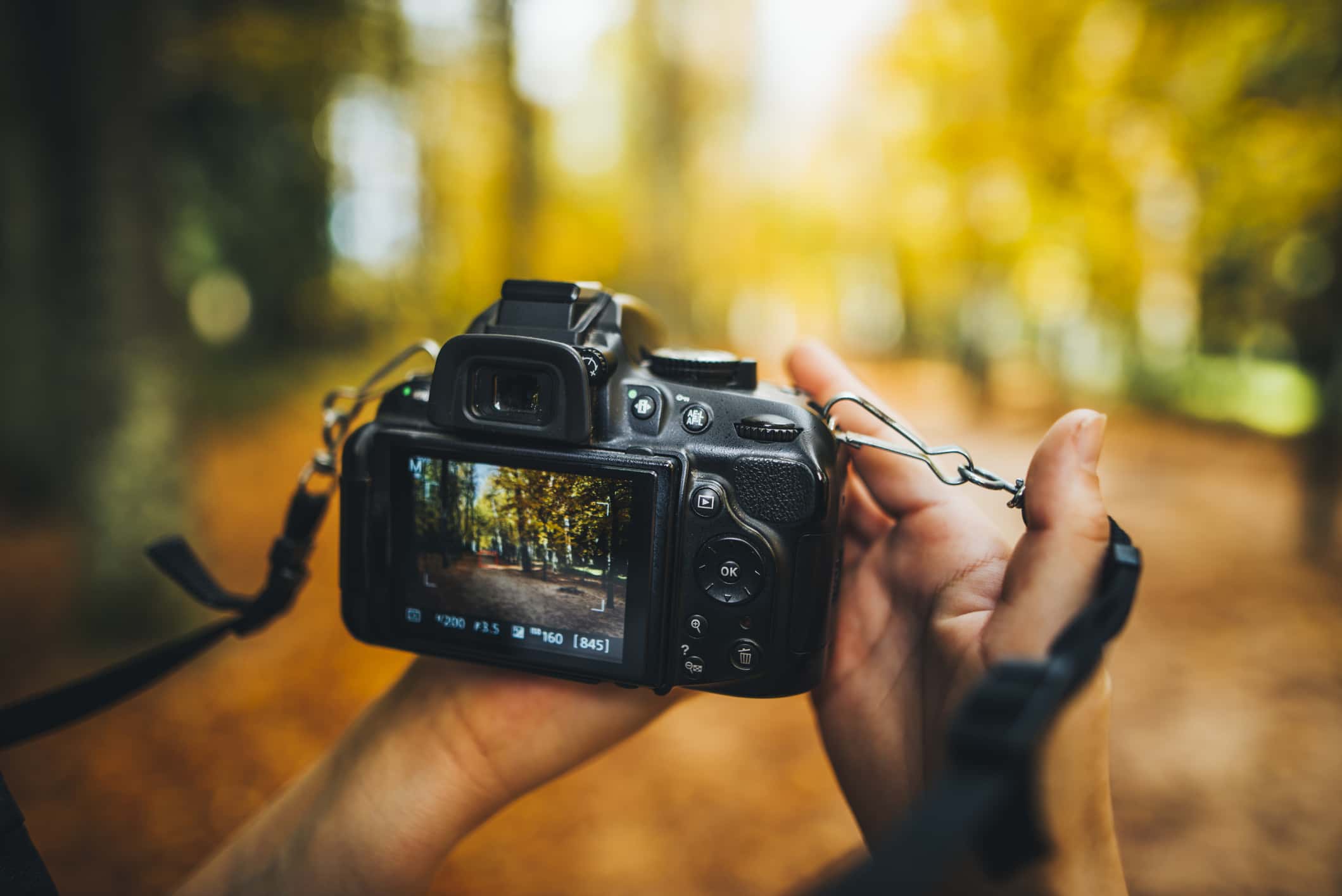 Two hands holding a black video camera. On the camera monitor is a forest with fall tones