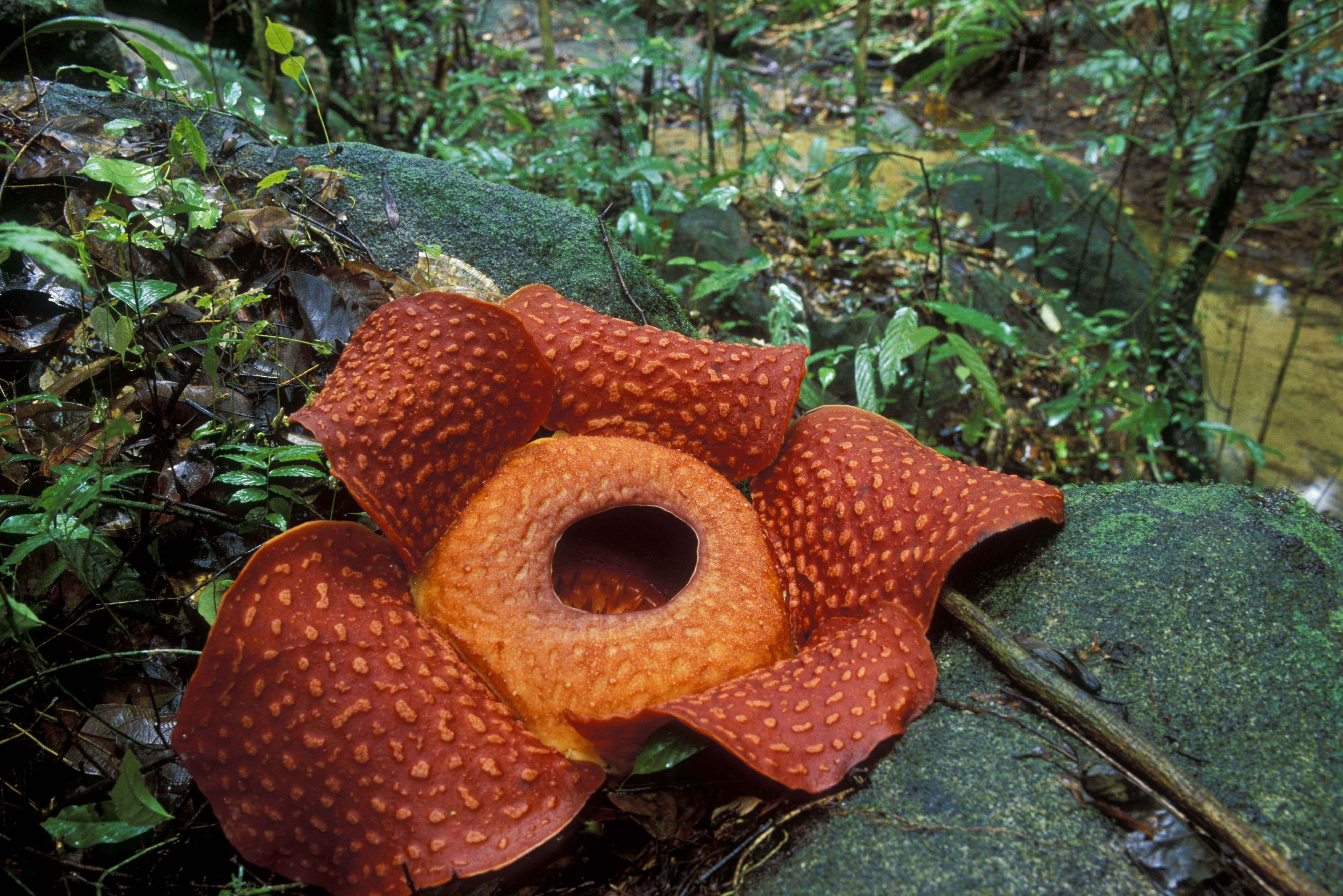 Fleur De Rafflesie (Rafflesia Keithii), Parc National De Gudung Gading