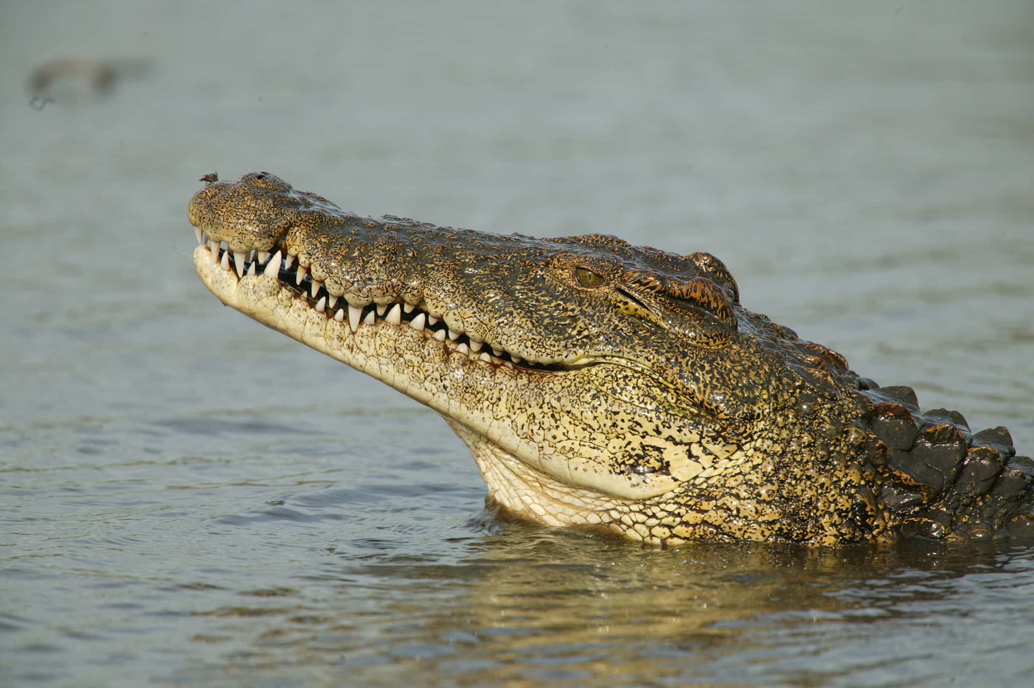 Nile Crocodile