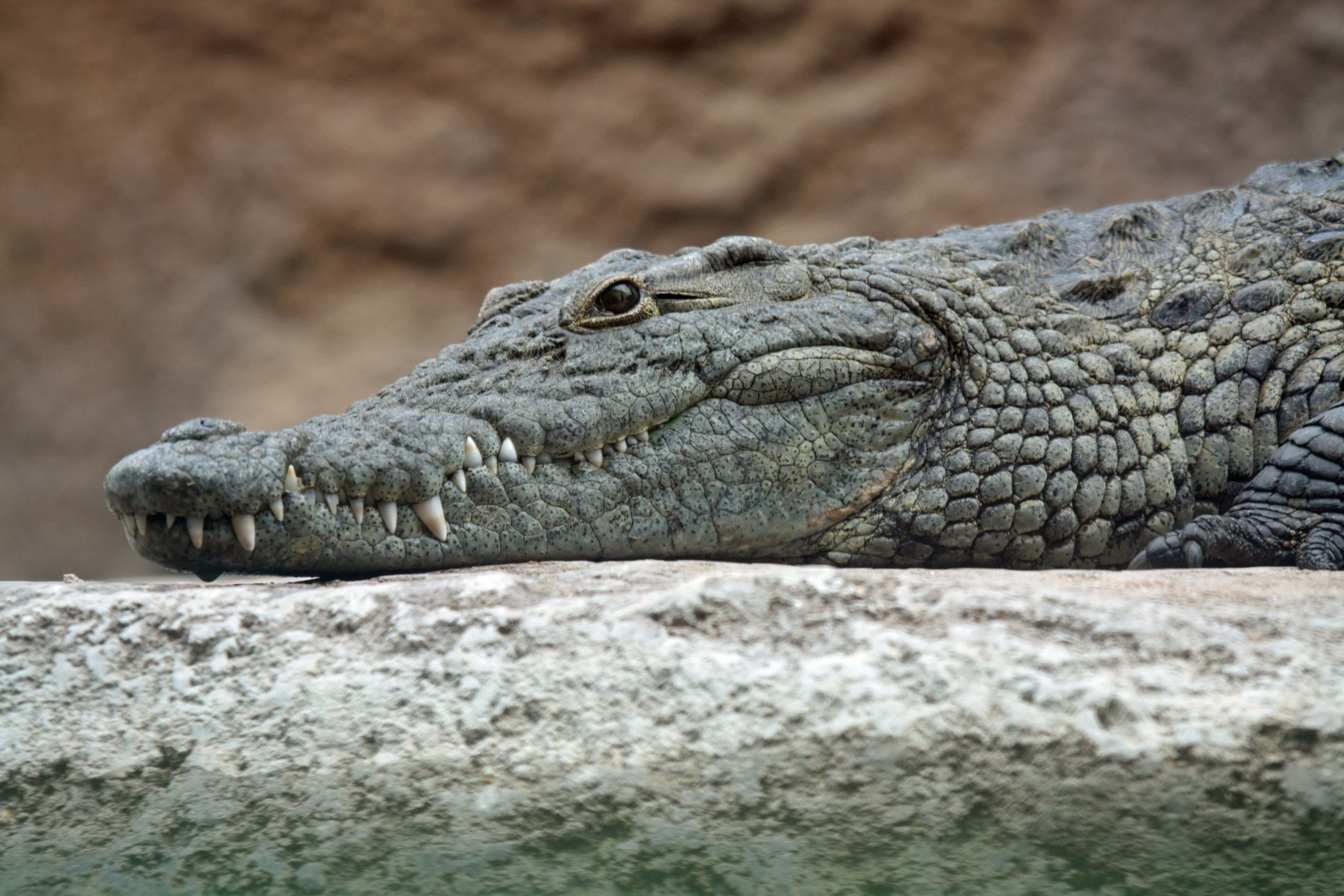 Big Nile Crocodile on a rock