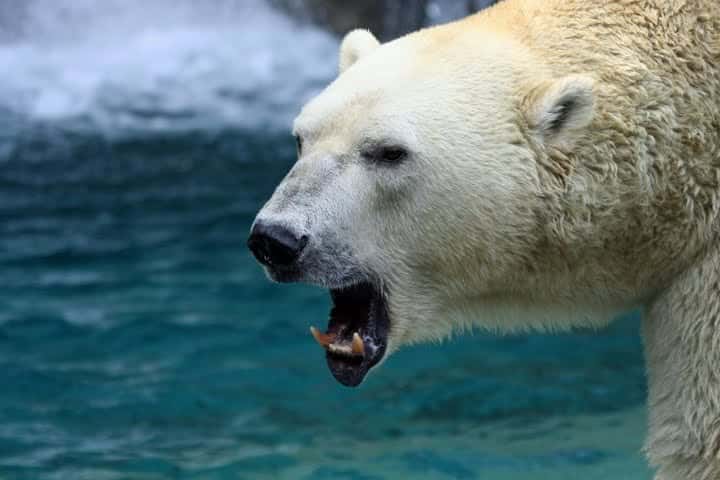 Polar Bear