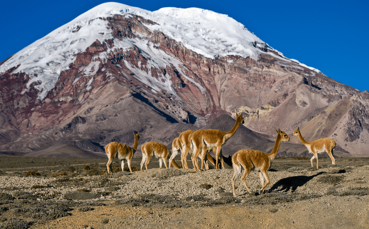 Wild Vicuñas in Chimborazo volcano. A conservation program in a National Park.