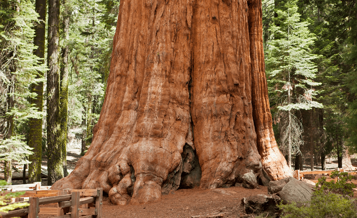 Giant Sequoia tree close-up, at Sequoia National Park. This tree is known as the General Sherman tree