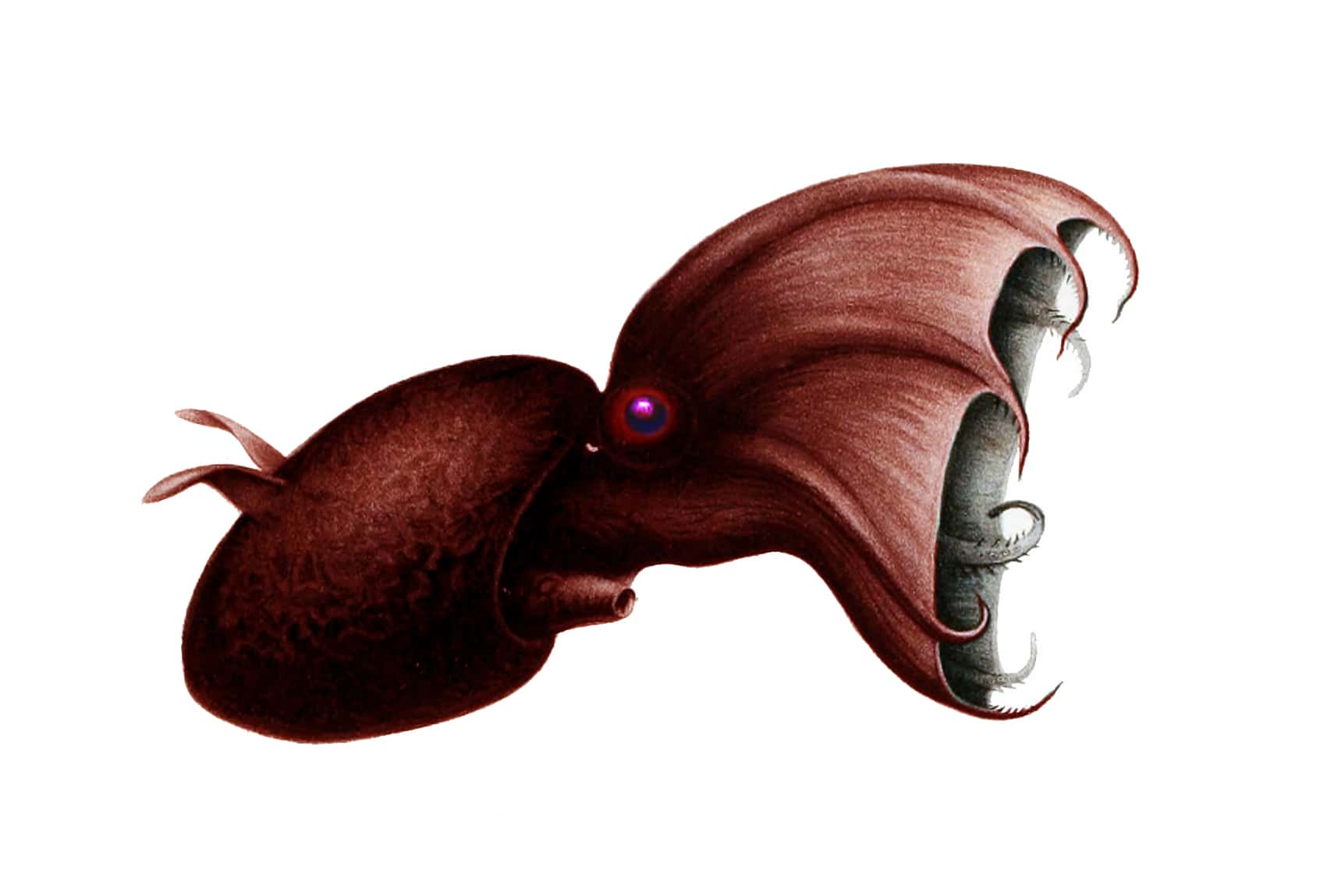 Illustration of Vampyroteuthis infernalis