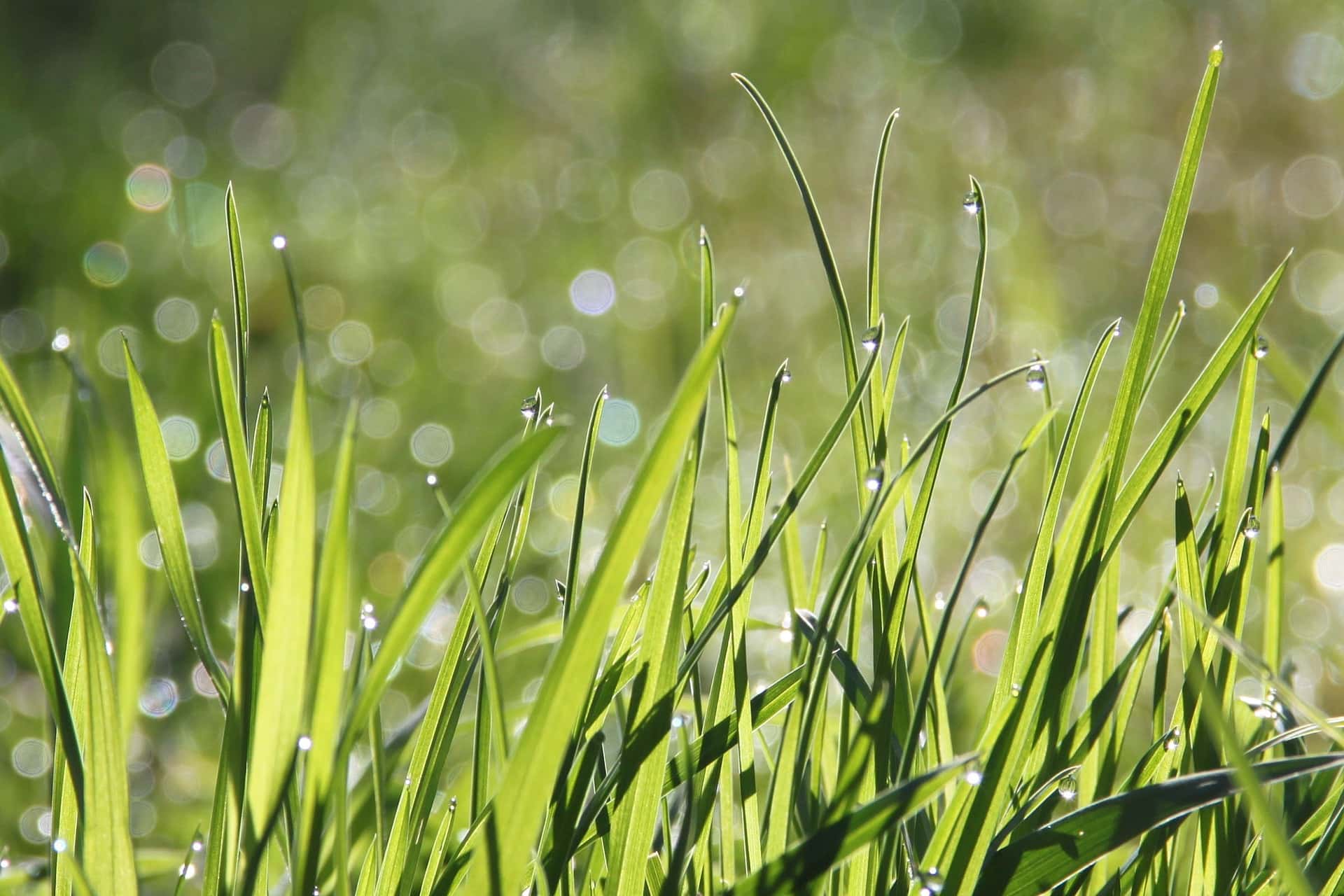 Close-up photo of a Morning Dew on Green Grass