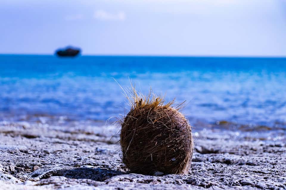 Photo of a Coconut placed on a sandy beach