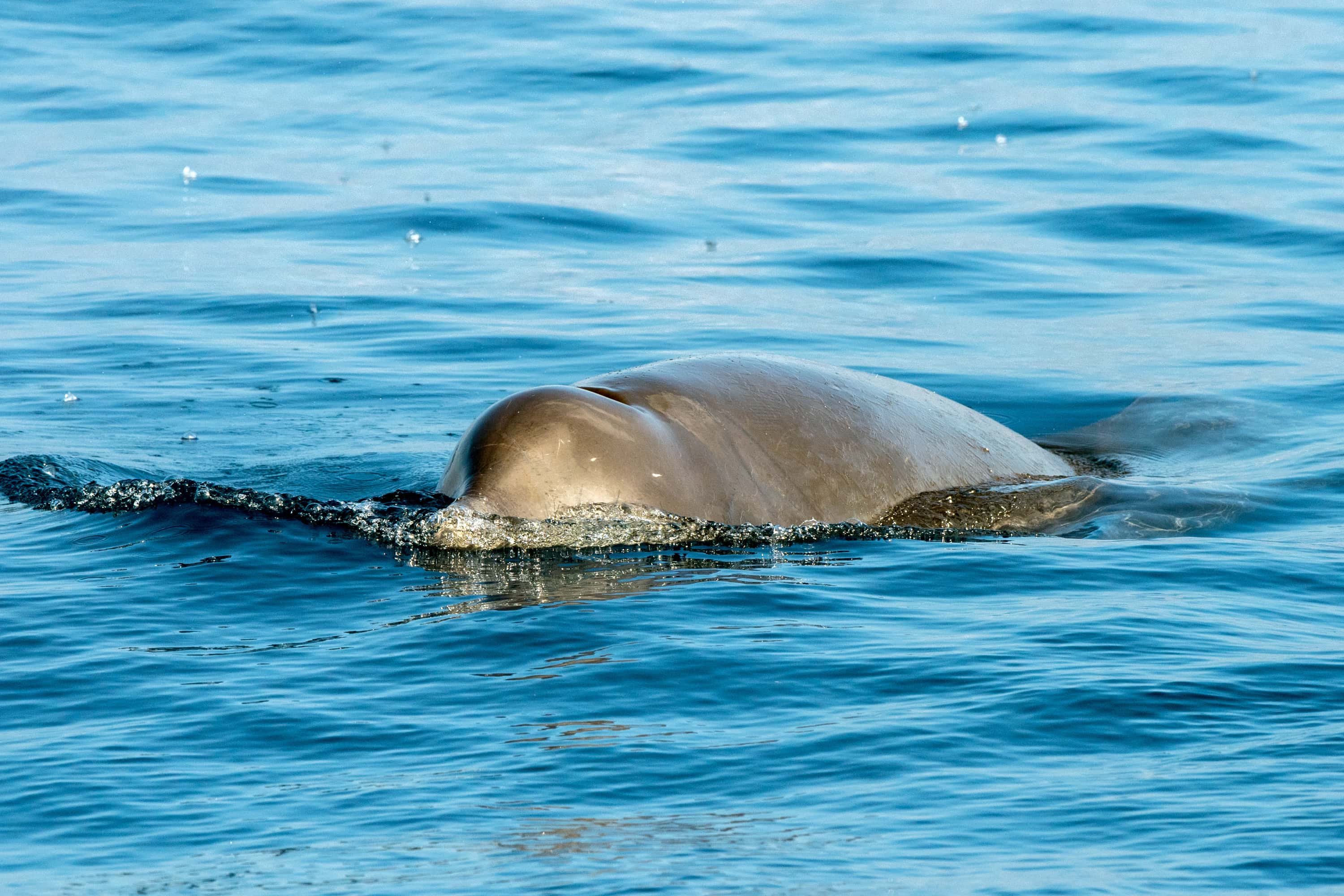 Rare Dolphin named Cuvier's whale swimming in the sea