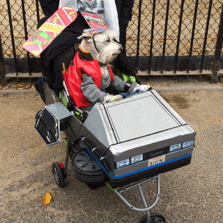 Back to the Future Dog GIF