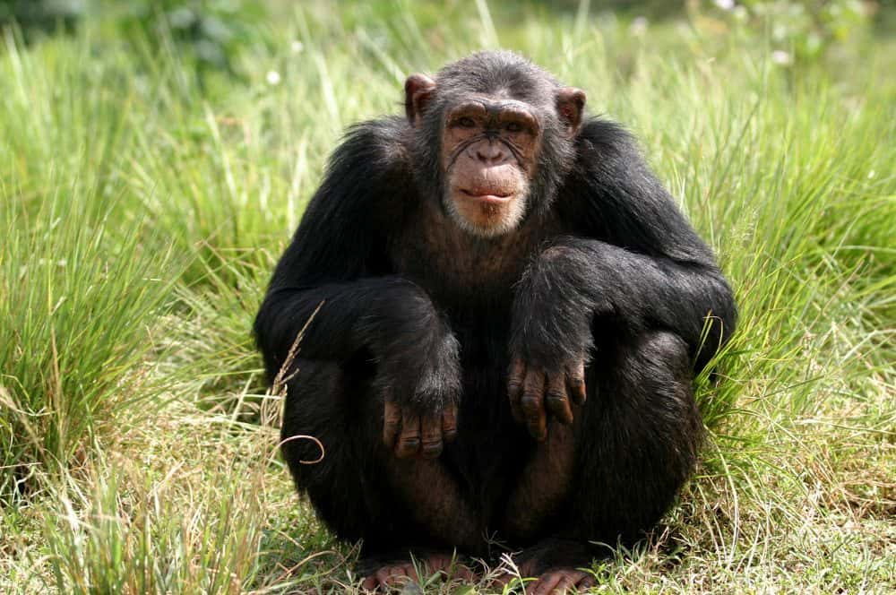 Chimpanzee