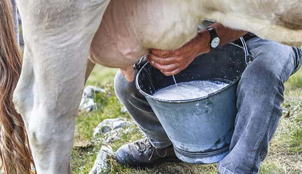 Cow milking