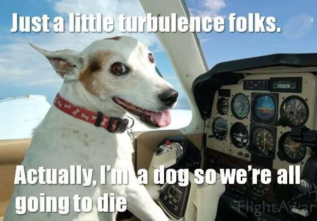 Dog pilot
