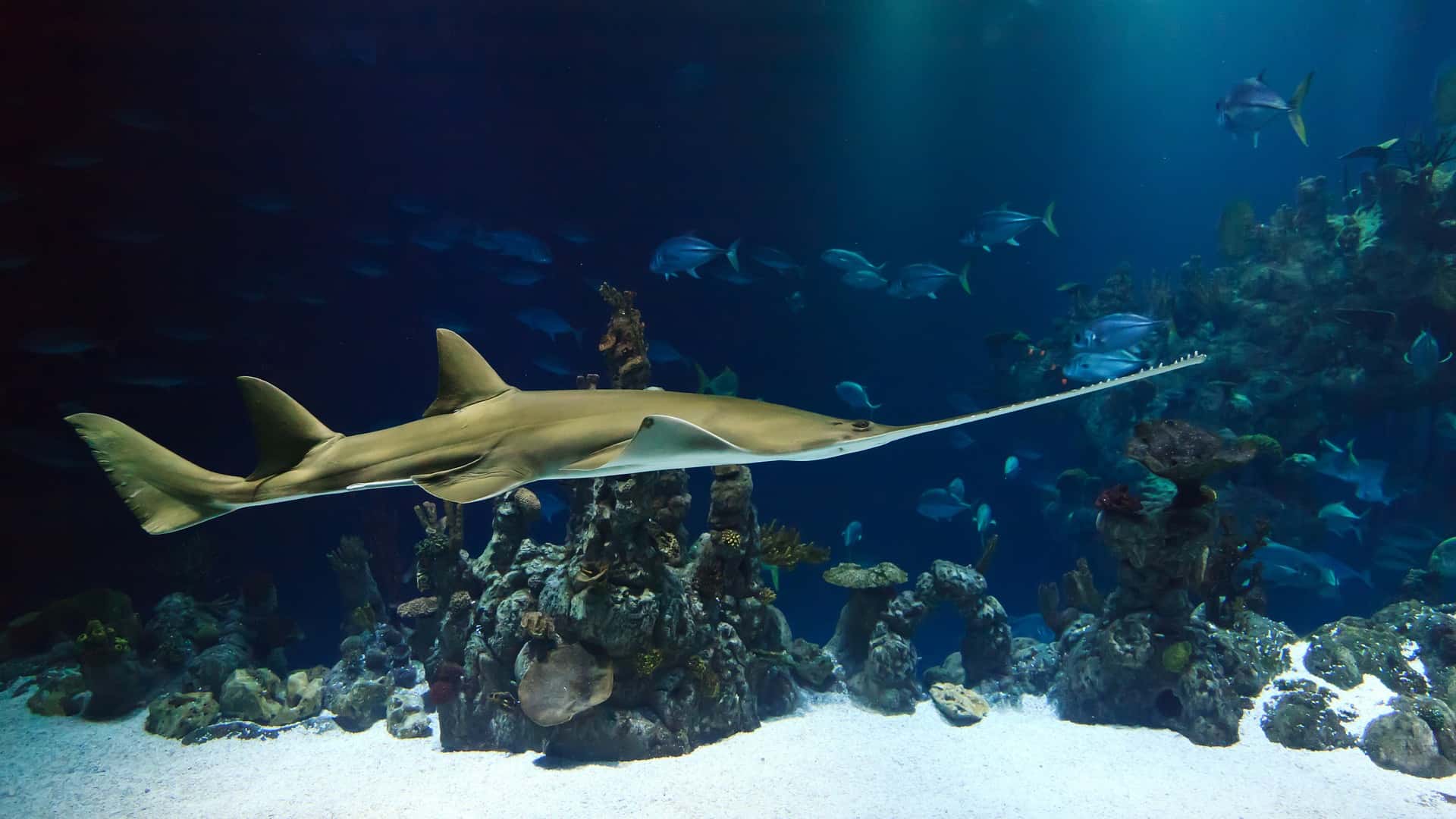 Sawfish swimming in the depths of the Ocean