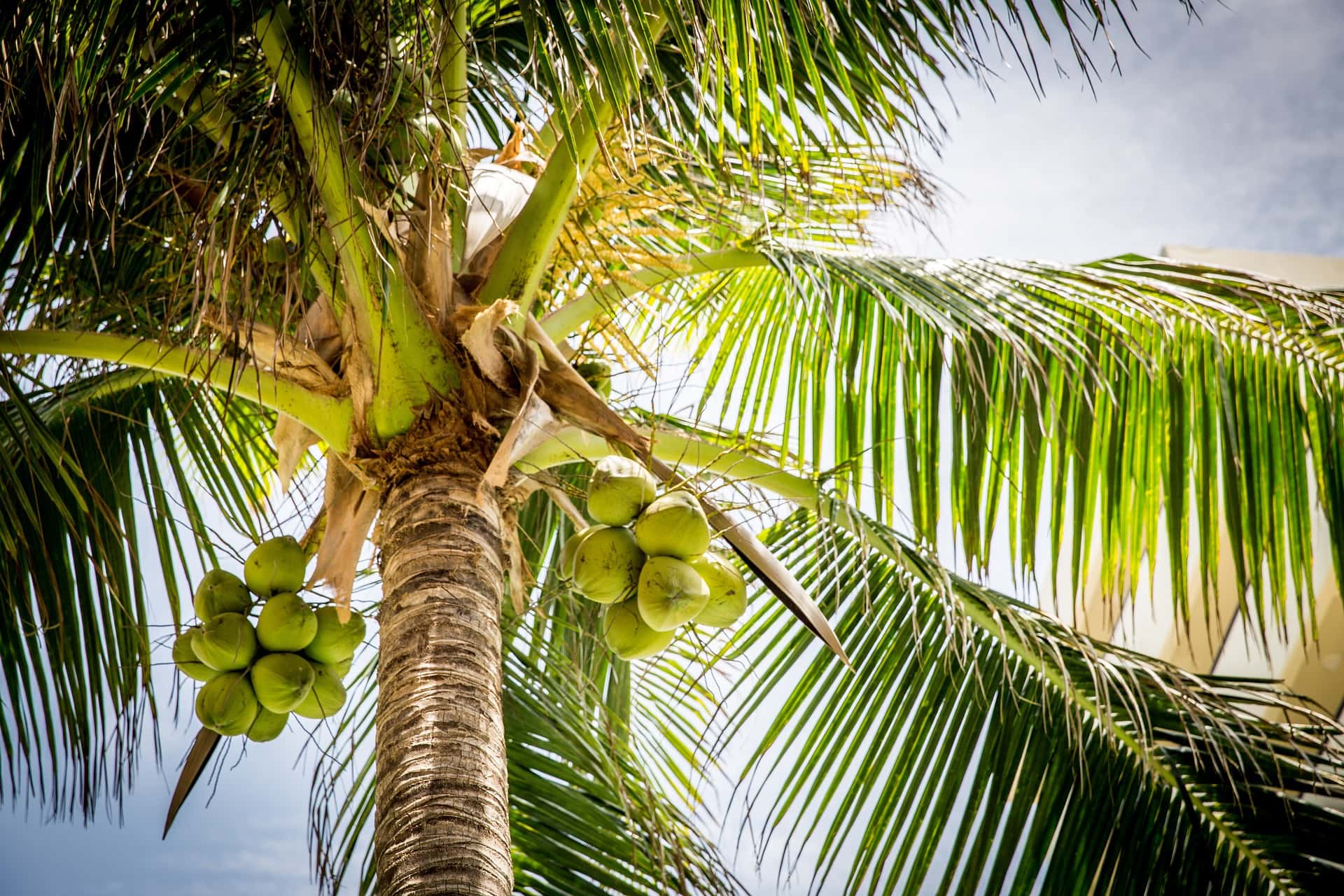 Palm Tree with green Coconuts