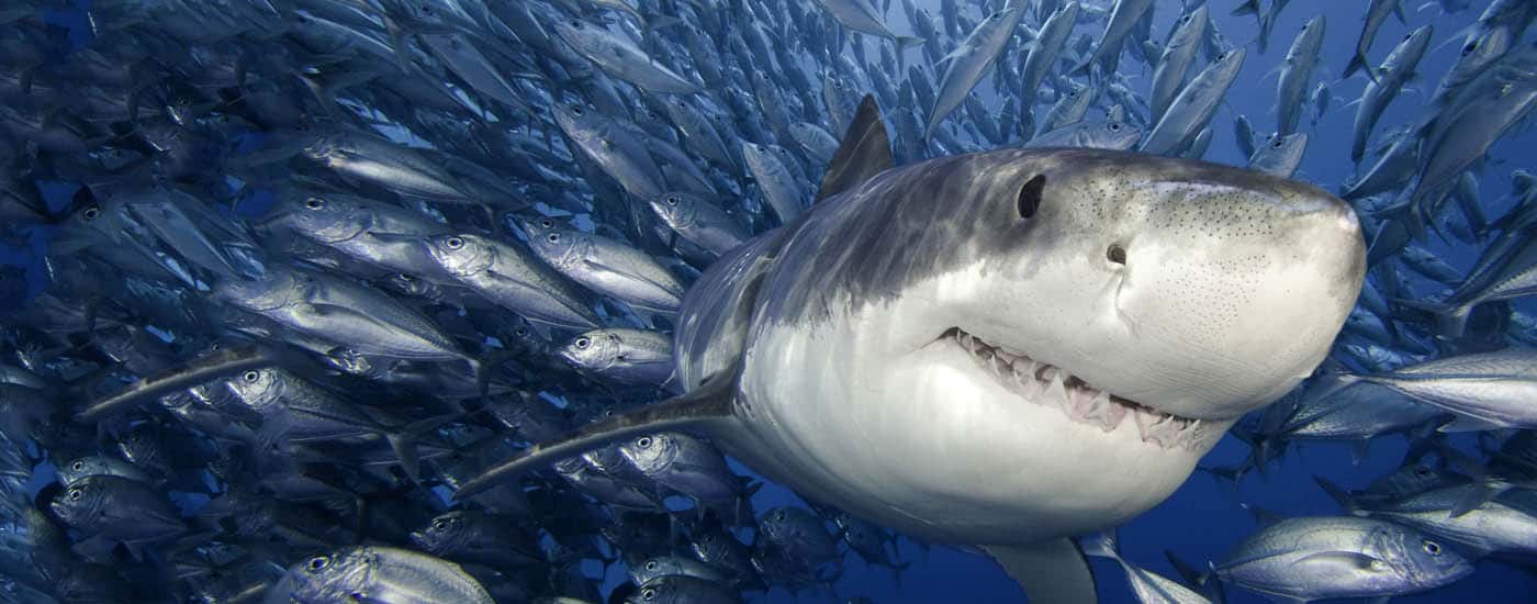 30 Finteresting Facts About Sharks