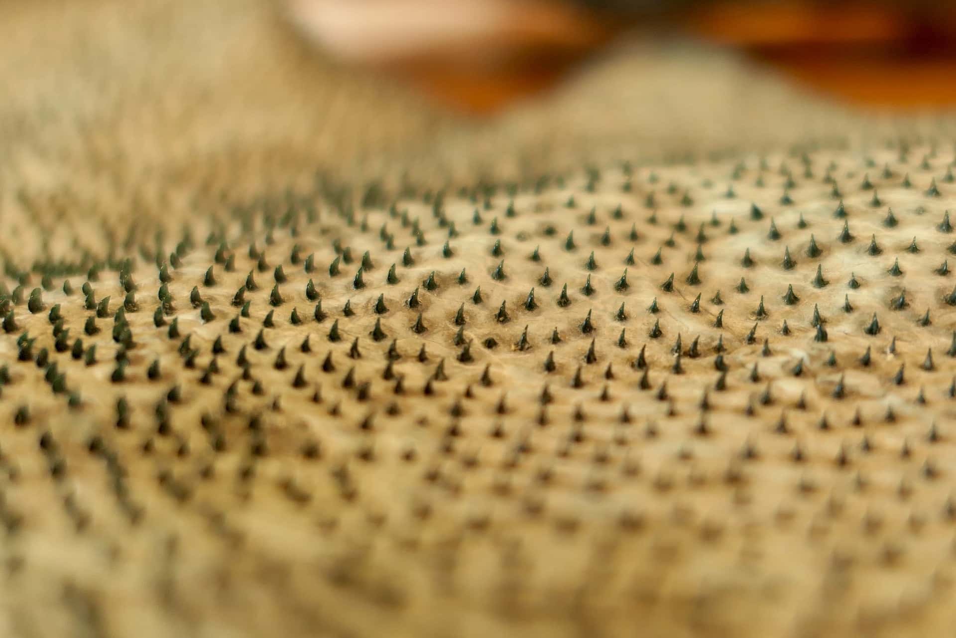 Close-up photo of Shark Skin