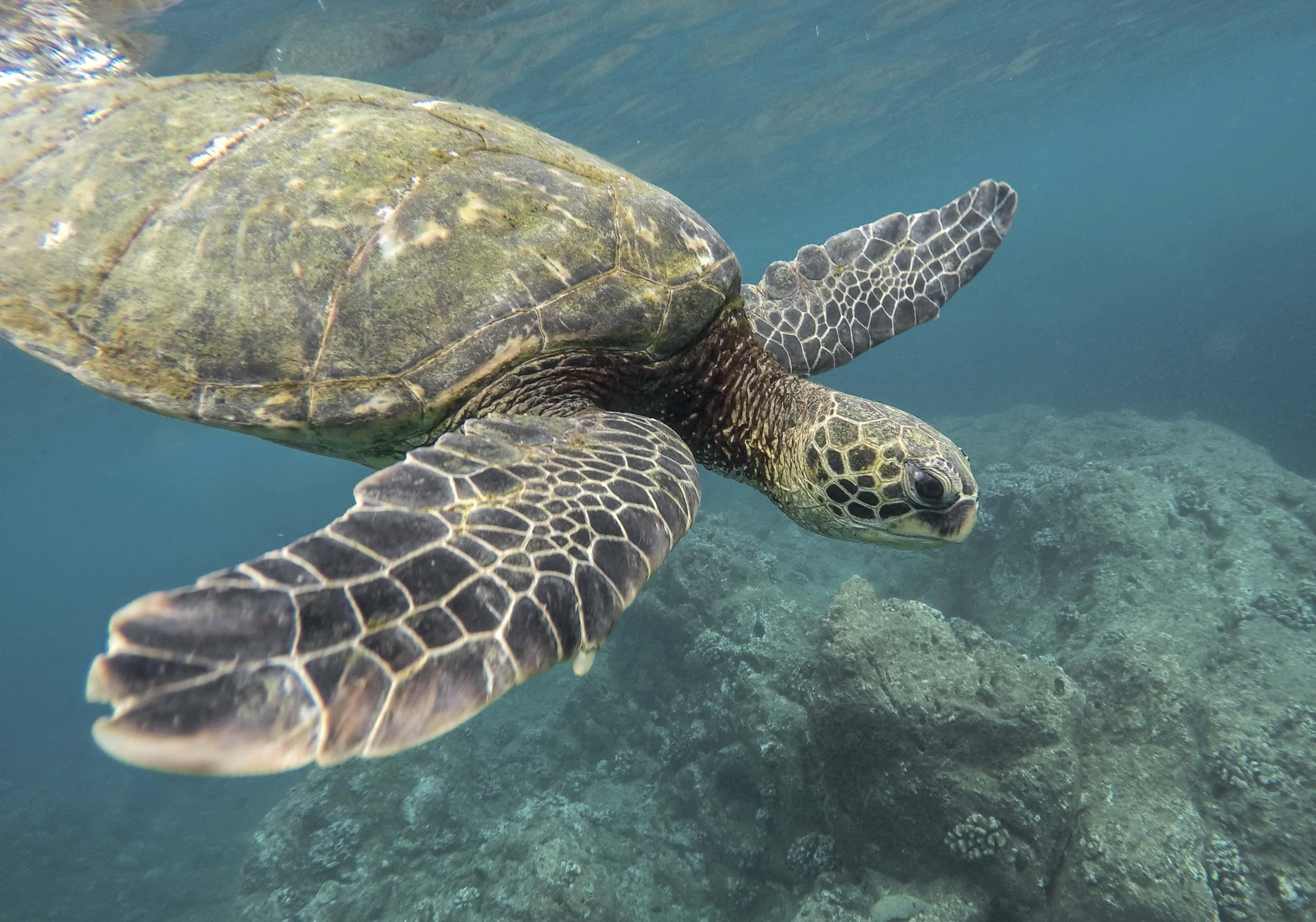 The United States Facts