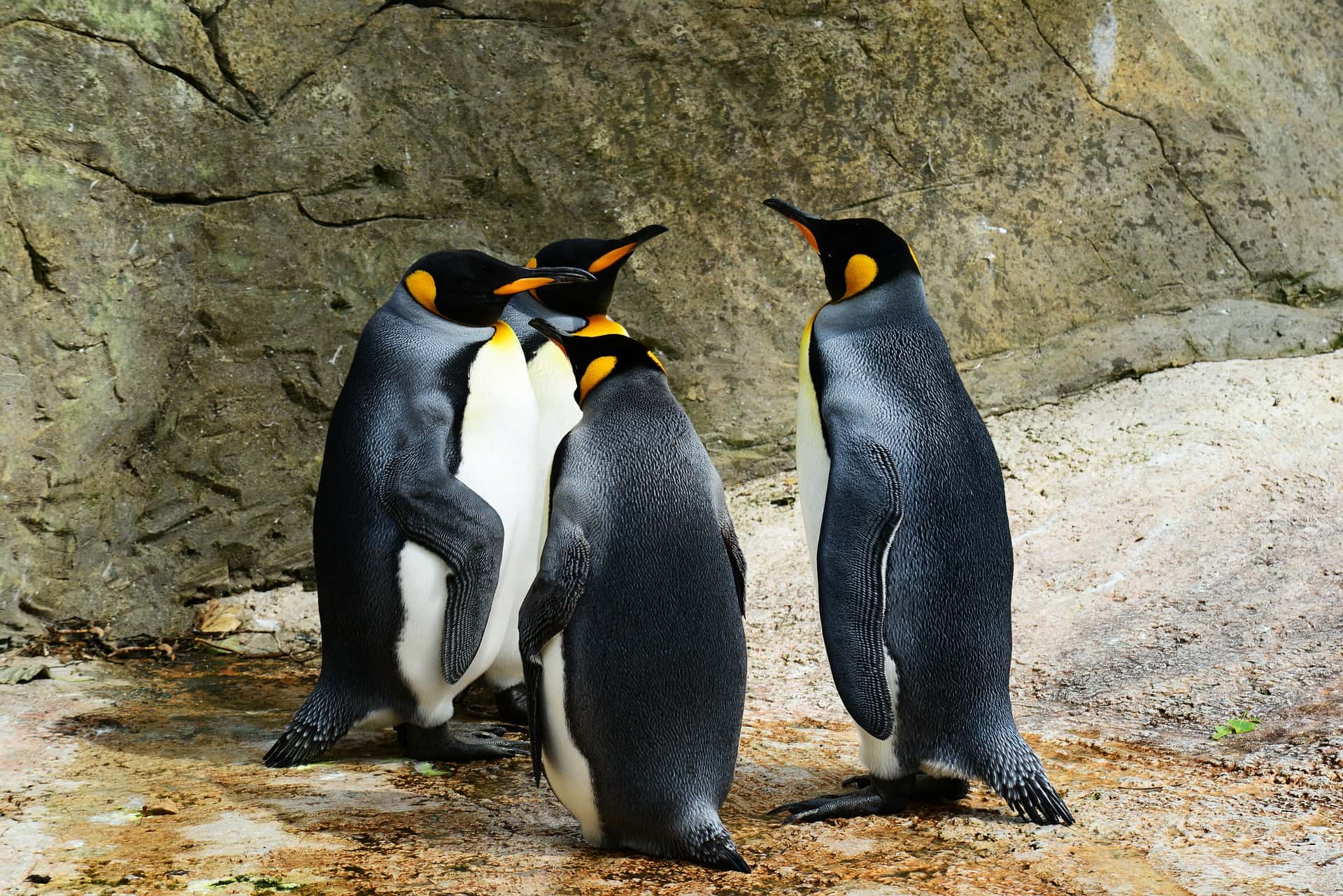 Photography of for King penguins