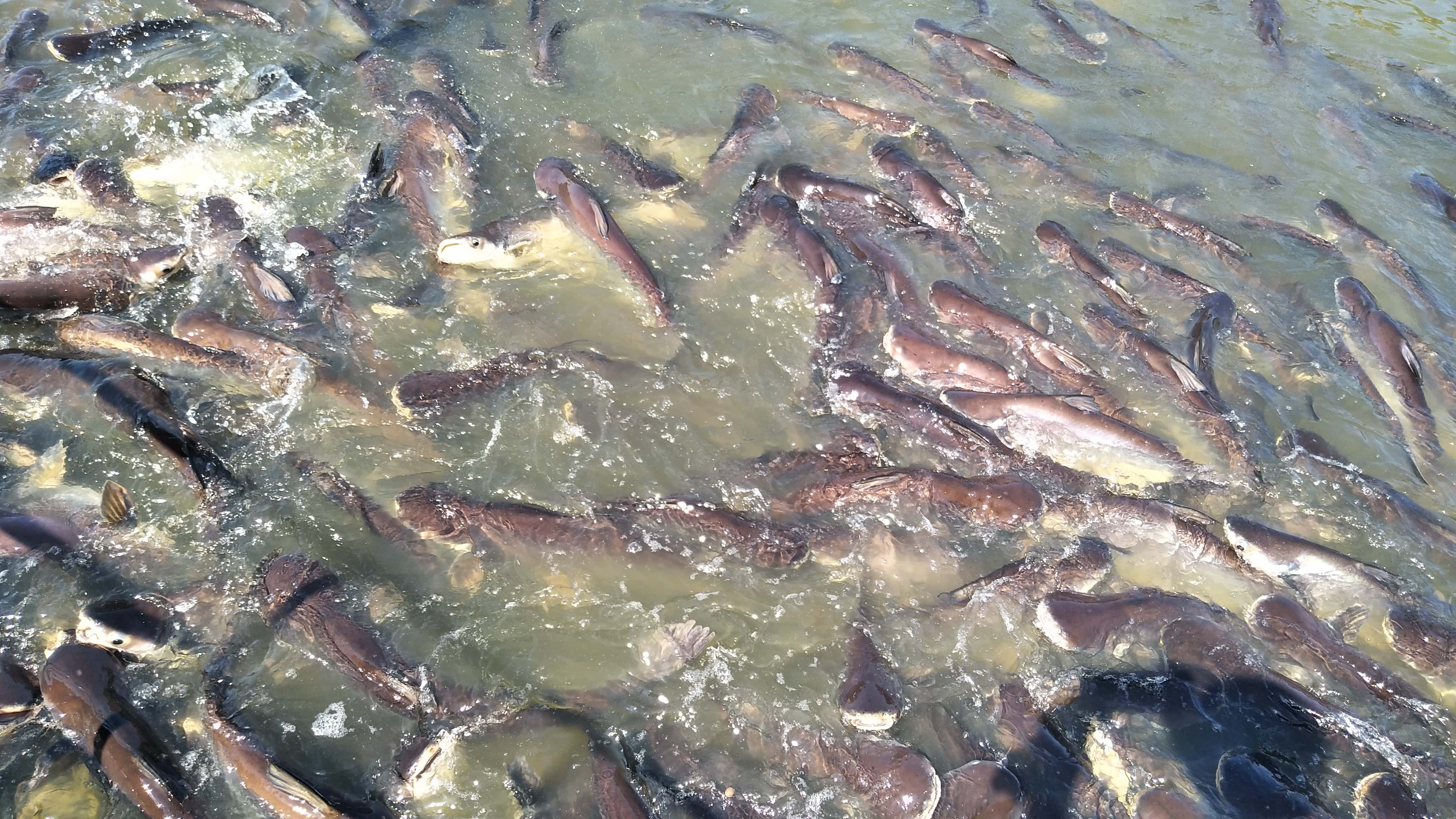 STRIPED CATFISH or Iridescent shark swimming in the rive