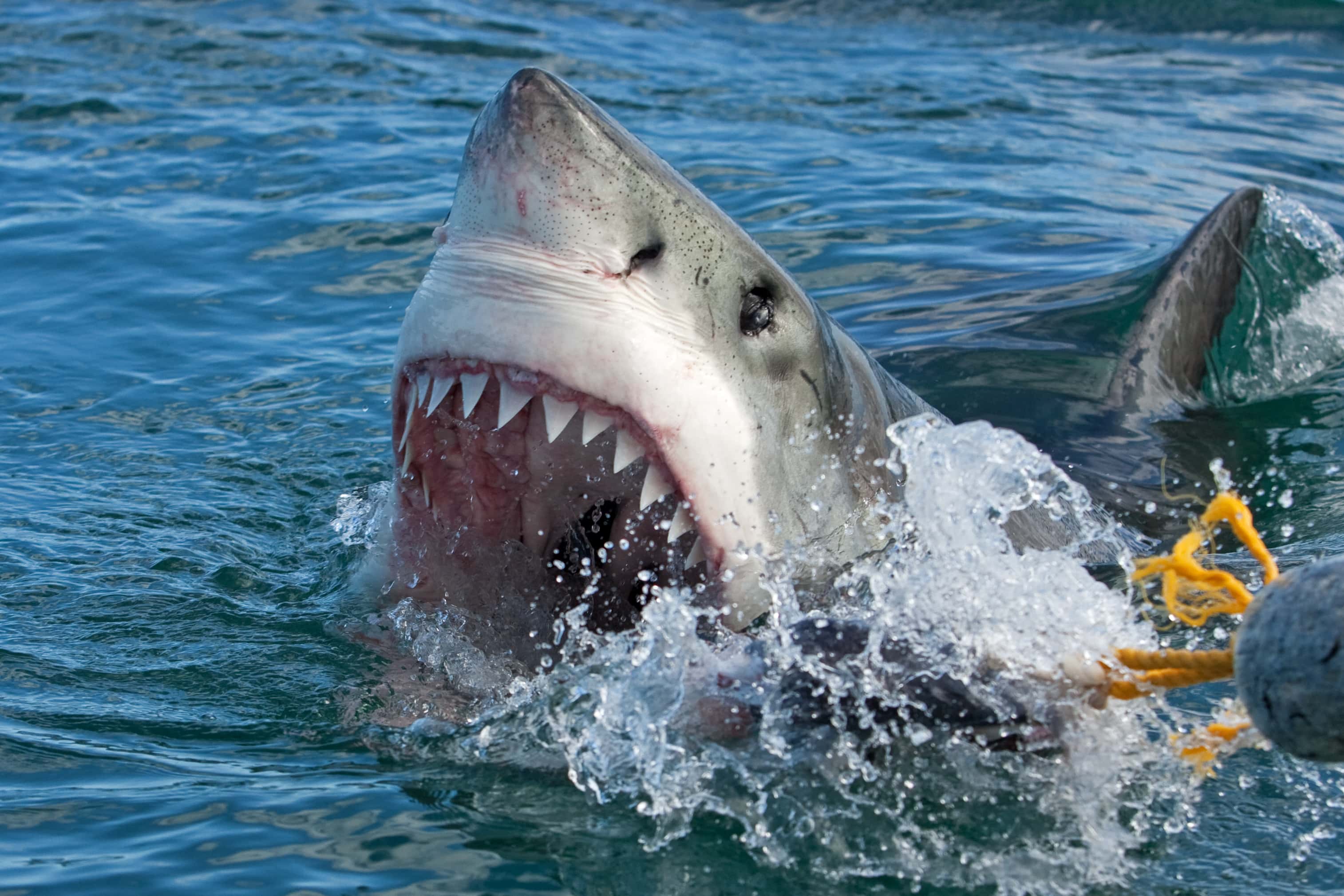 Great white shark, Carcharodon carcharias