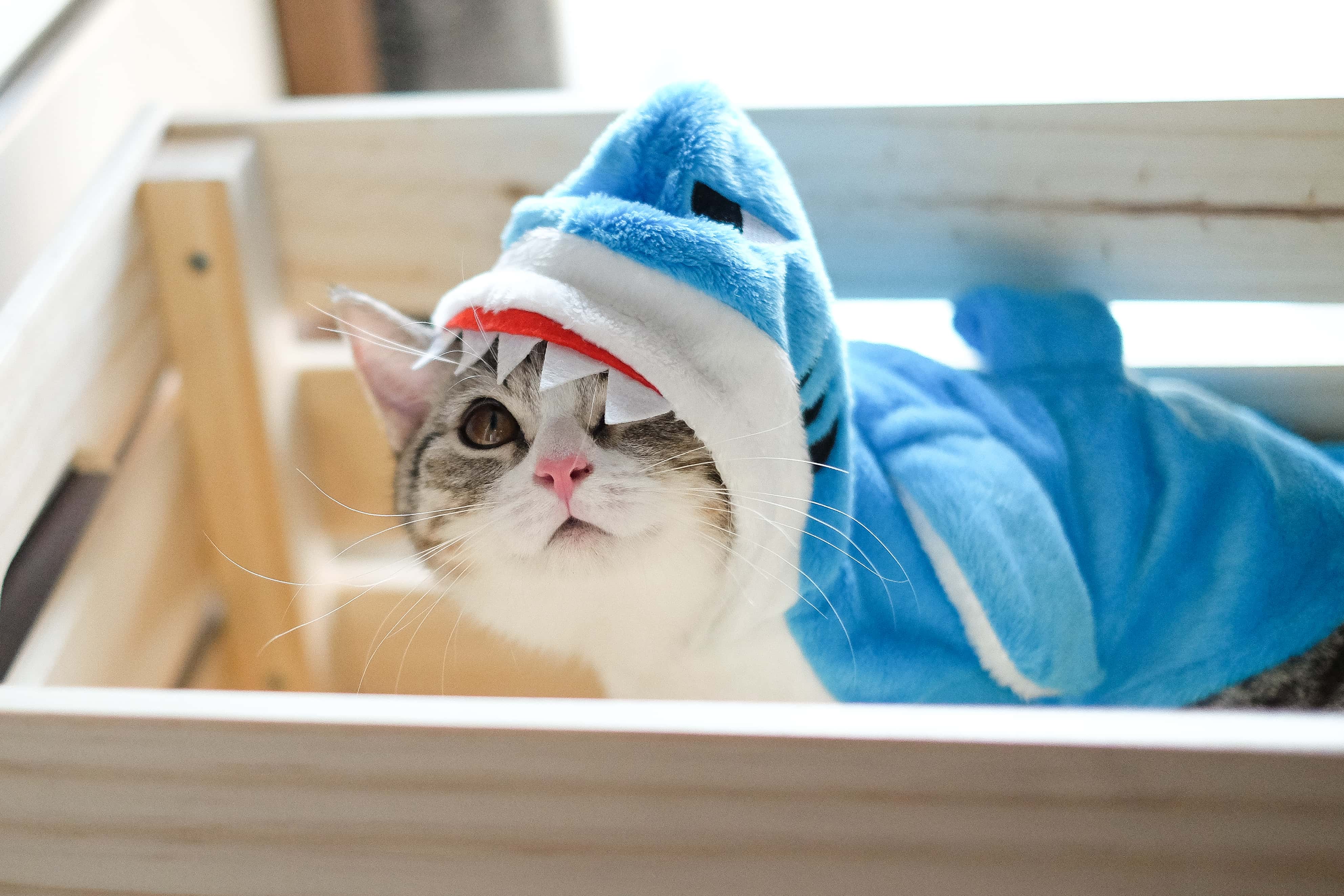 Kitten folded in shark suit placed in a wooden crib