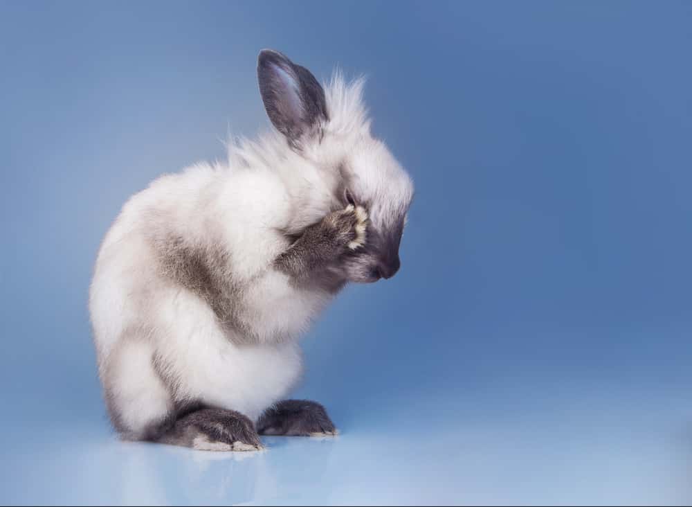 rabbit washing on blue background
