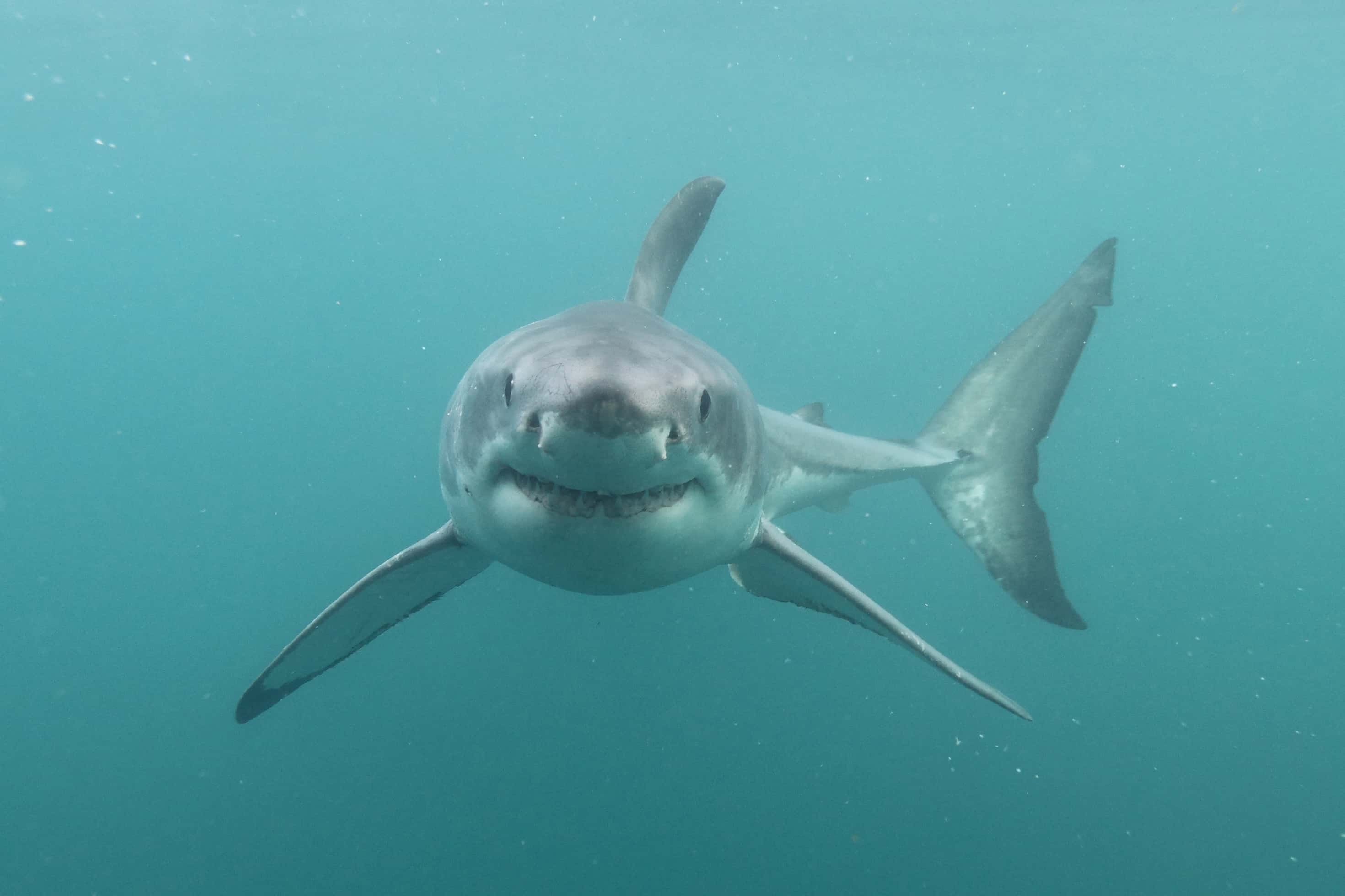 Great white shark, Carcharodon Carcharias