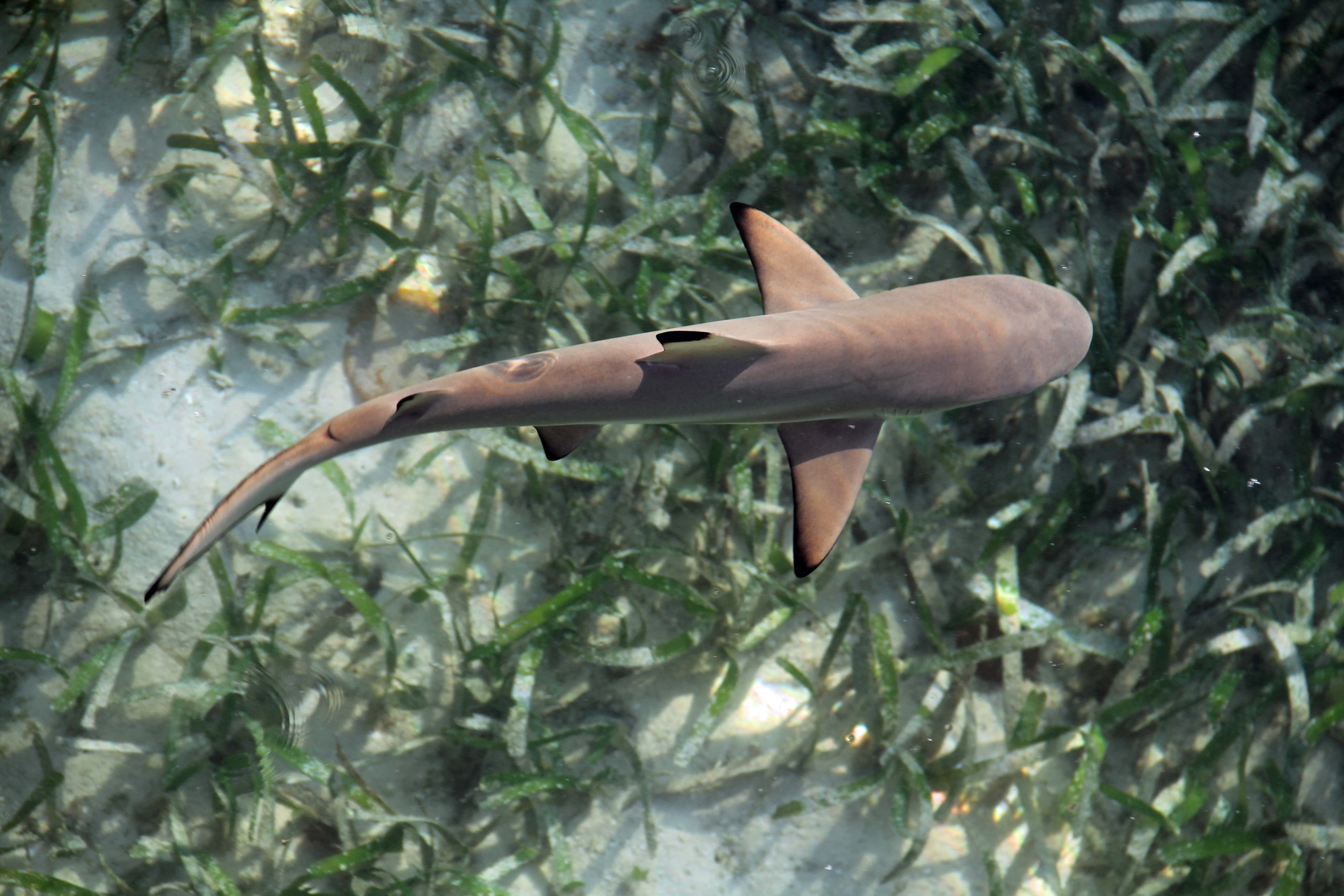 Juvenile baby shark from above