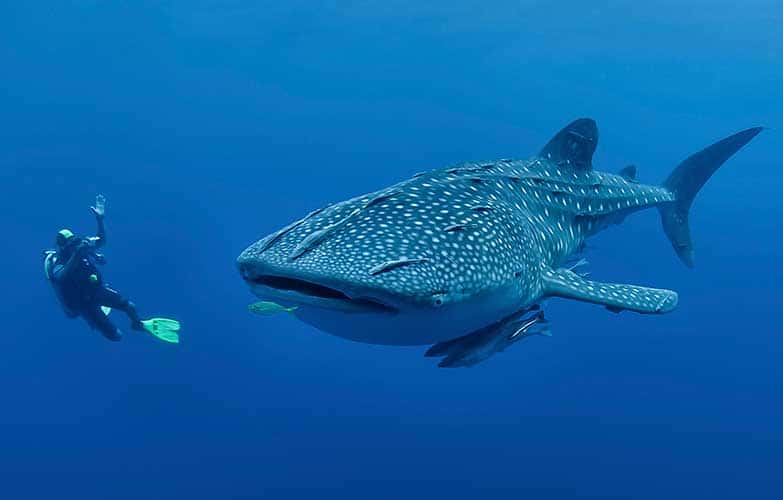 whale shark
