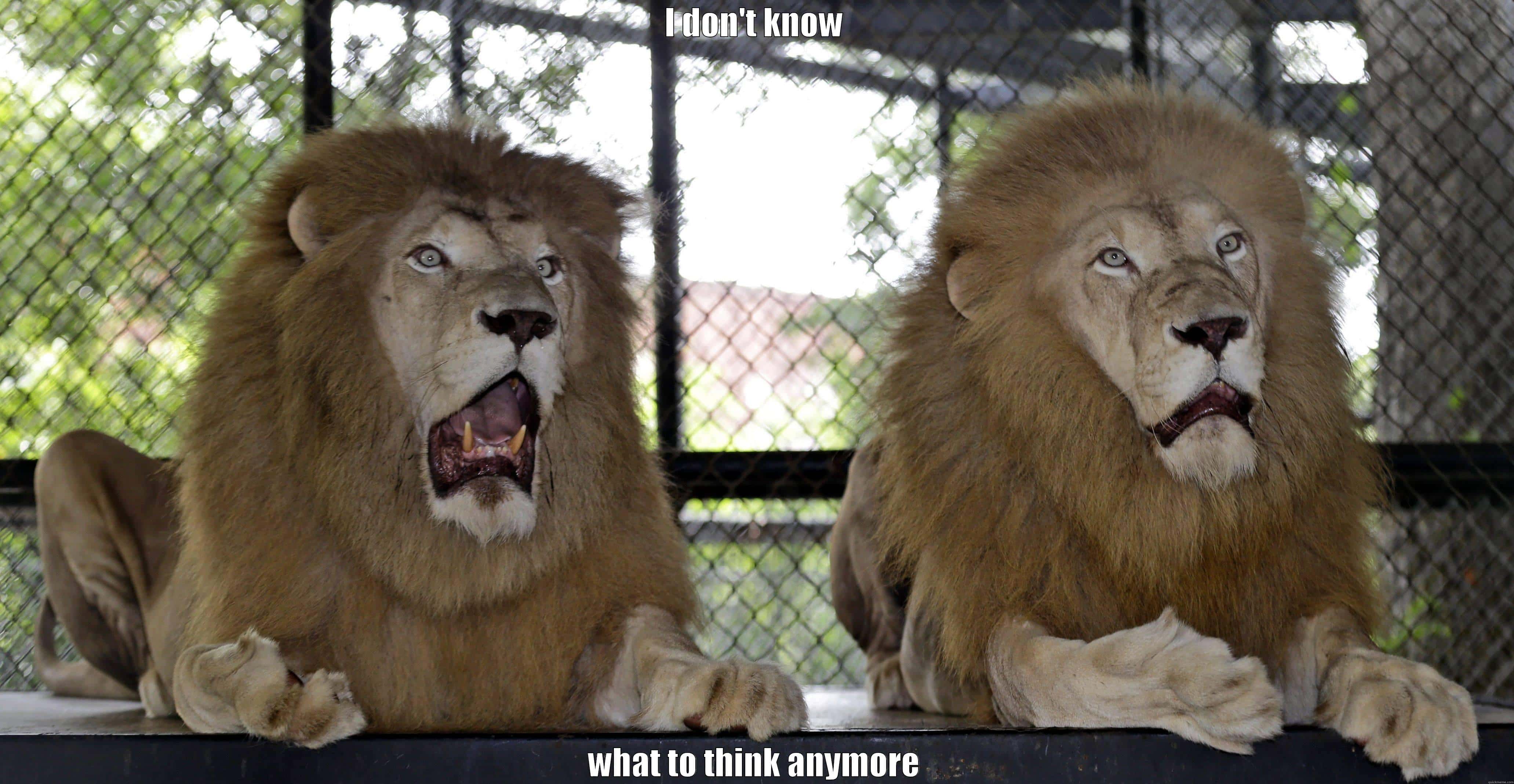 Confused Lion