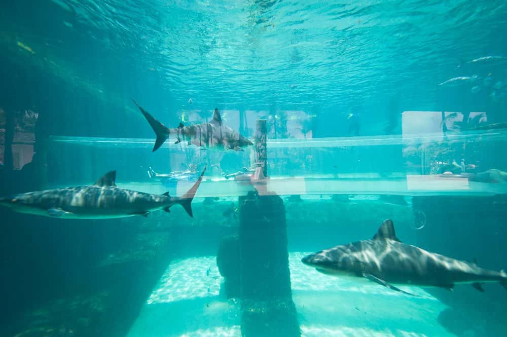 James Bond Shark Tank