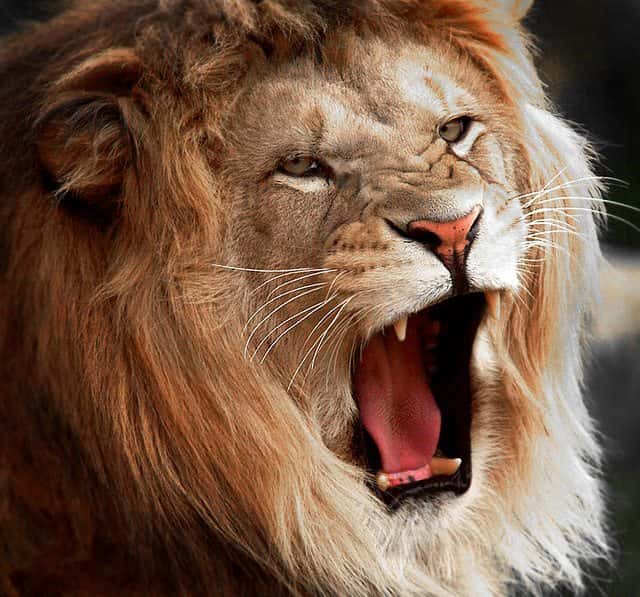 Lion Roar
