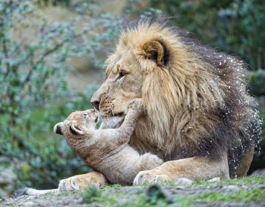 Lion and Cub
