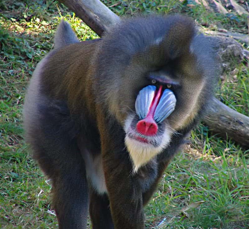 Mandrill