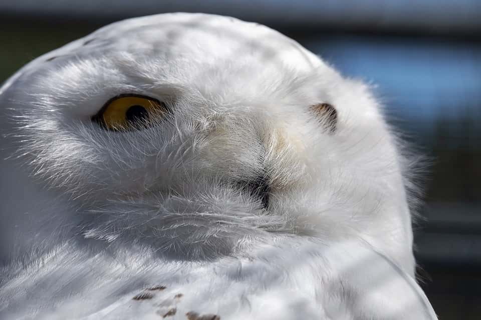 Harry Potter and the Sorcerer's Stone Facts