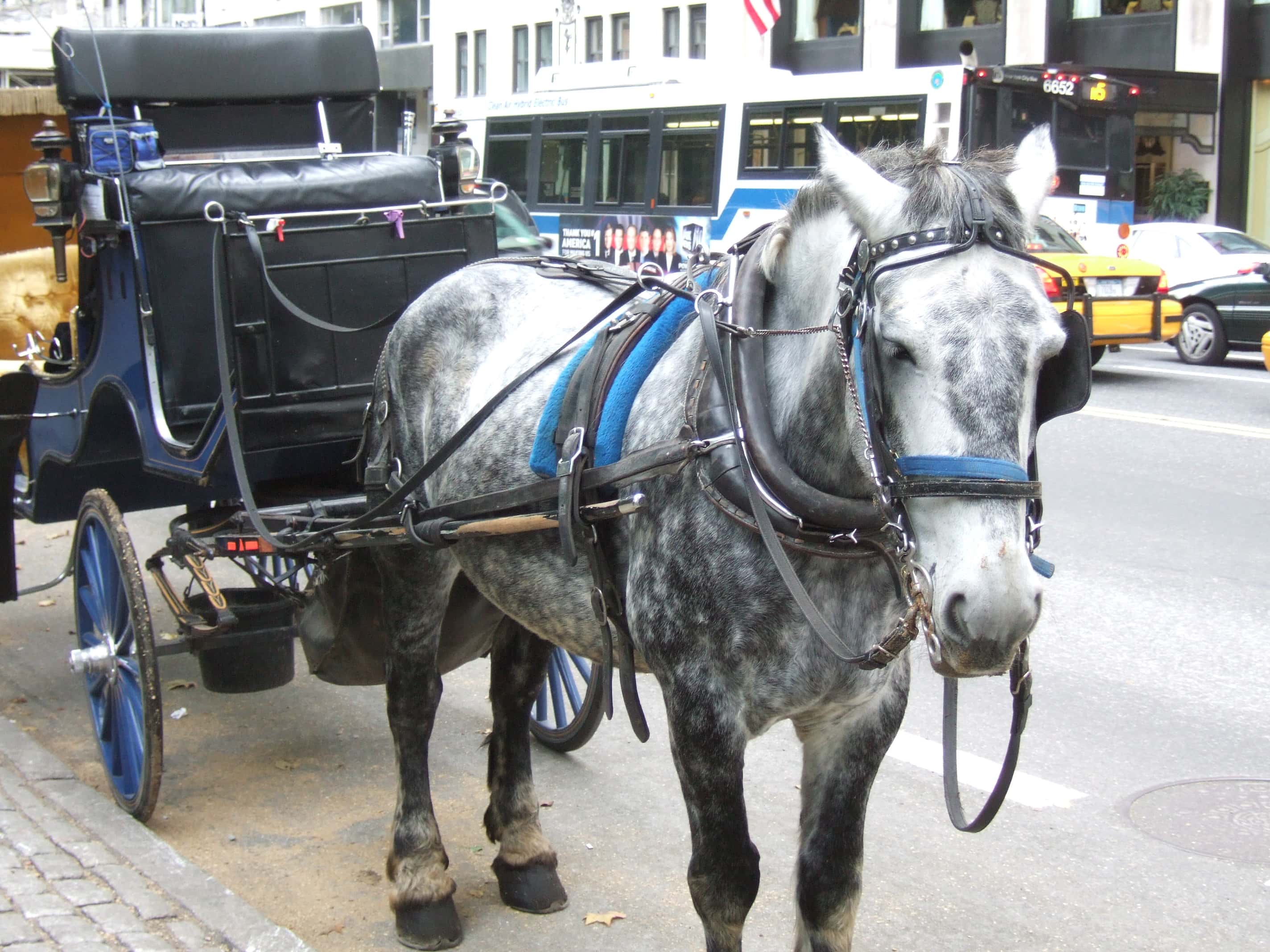 Carriage Horse 