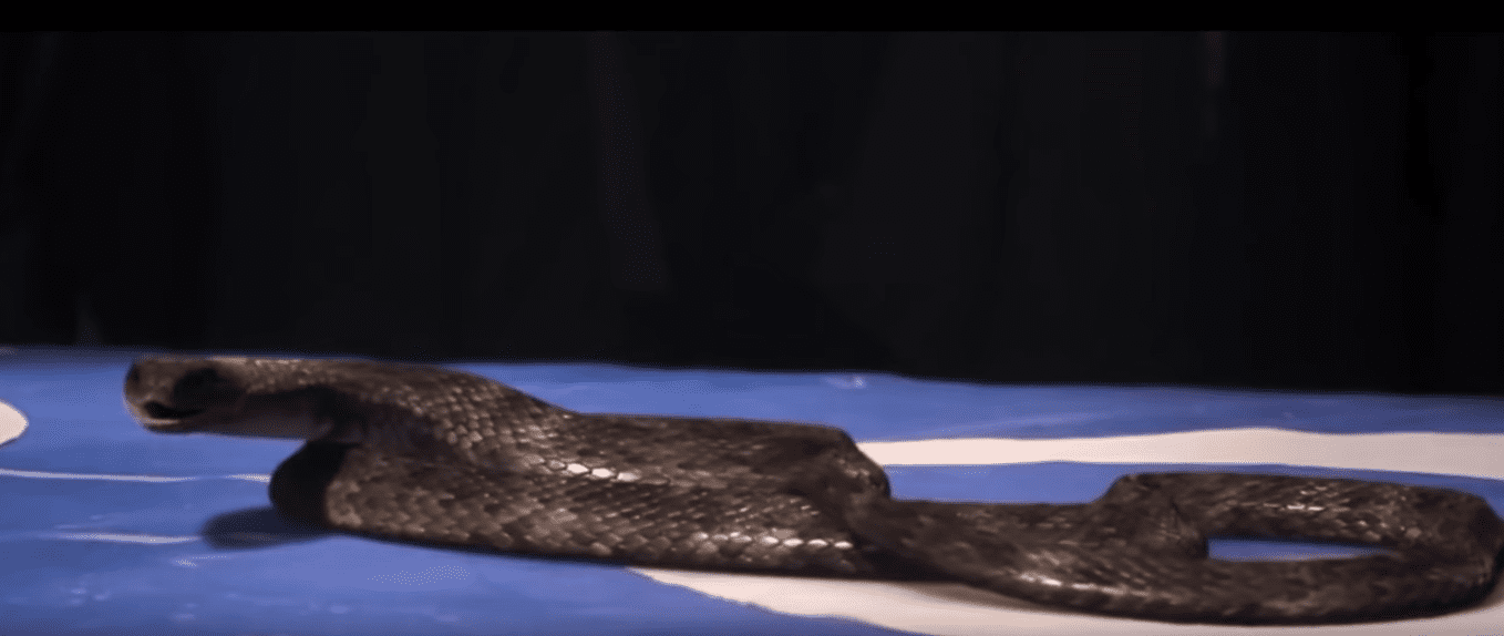 Harry Potter and the Chamber of Secrets facts