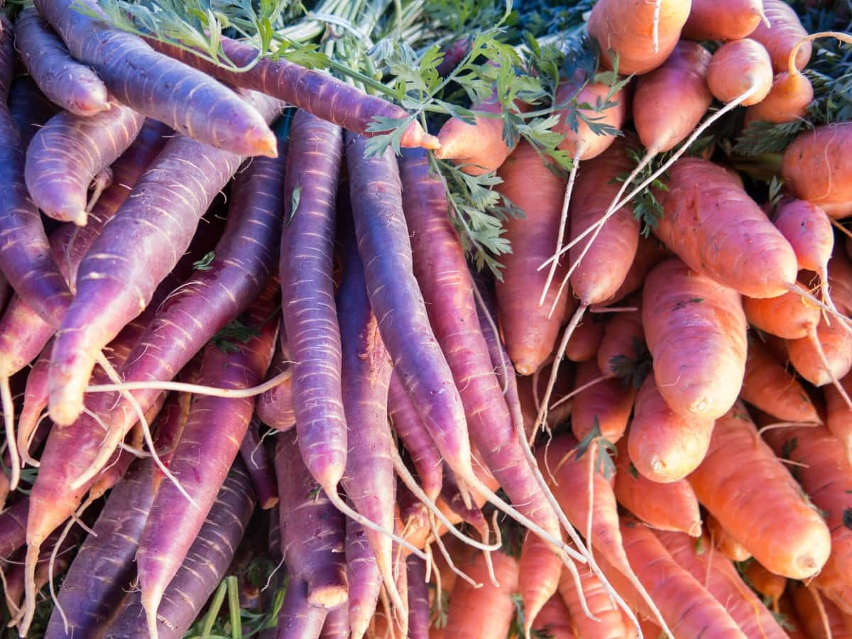 farmersmarket_carrots_sacramento_fruitsandvegetables_carottes_redcarrots-395380.jpgd_