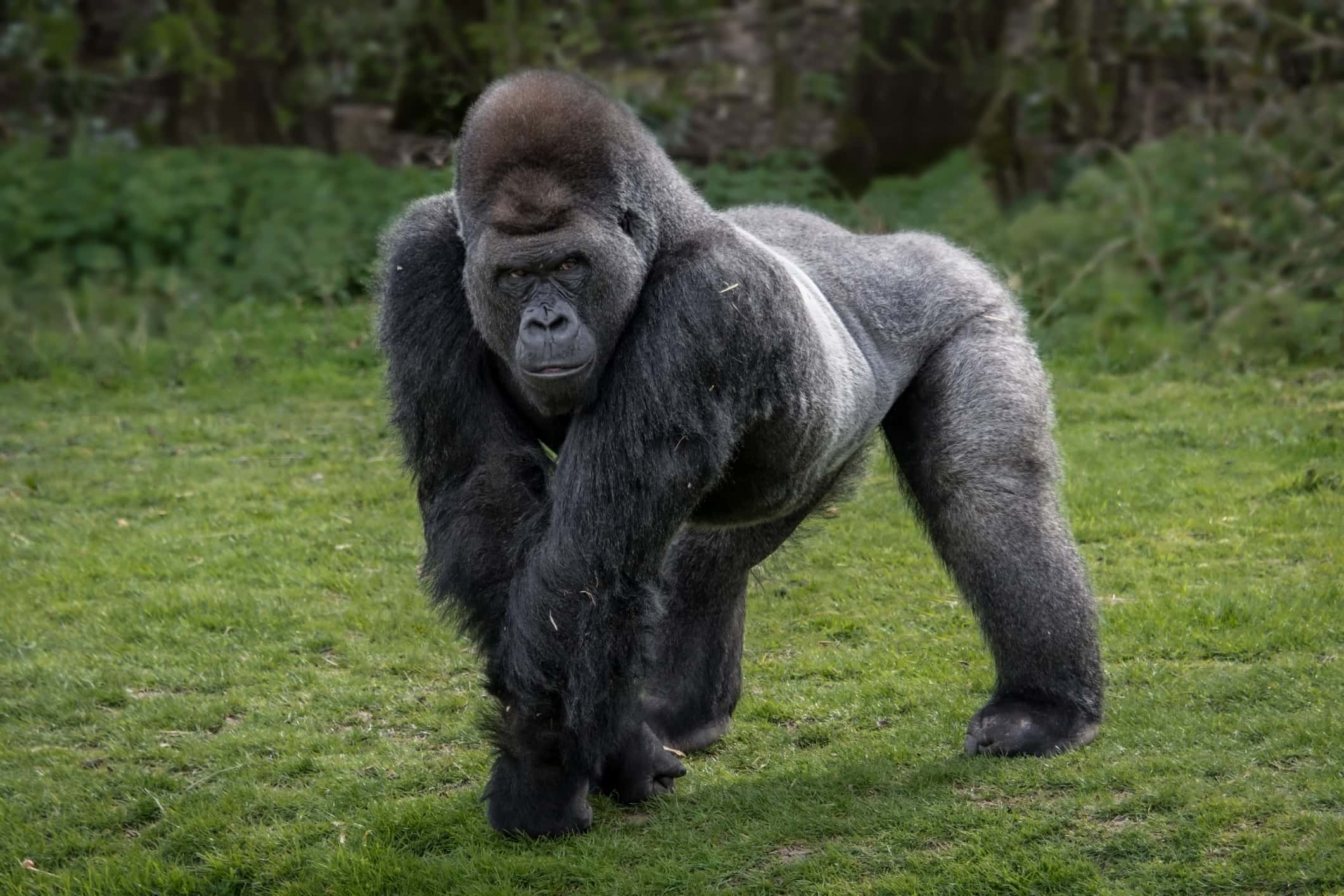 Silver back gorilla.