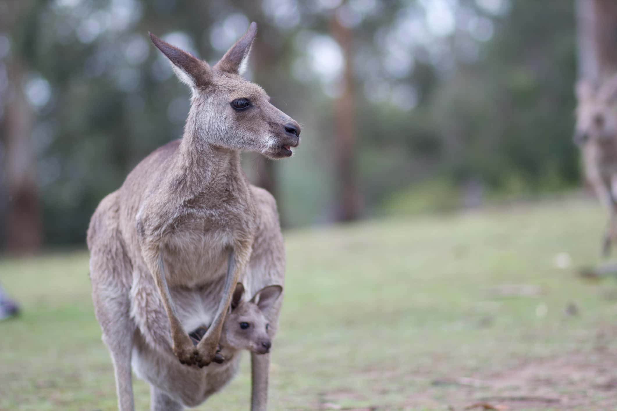 Kangaroo With Baby In Pouch On Field.