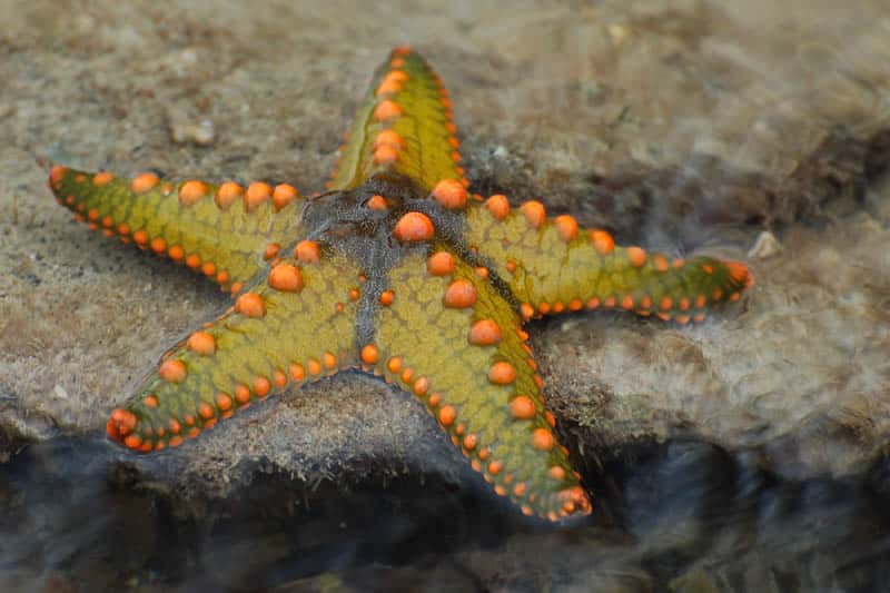 Starfish_08_paulshaffner.jpg
