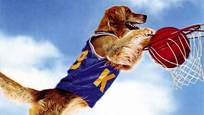 Air Bud Facts