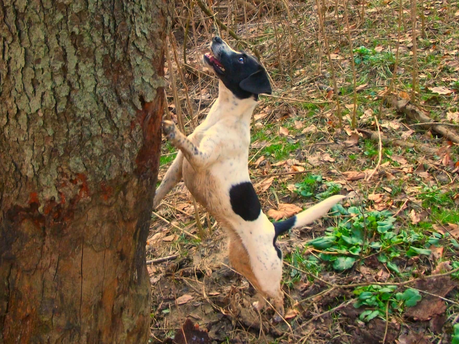 Unknown_dog_breed_treeing.jpg