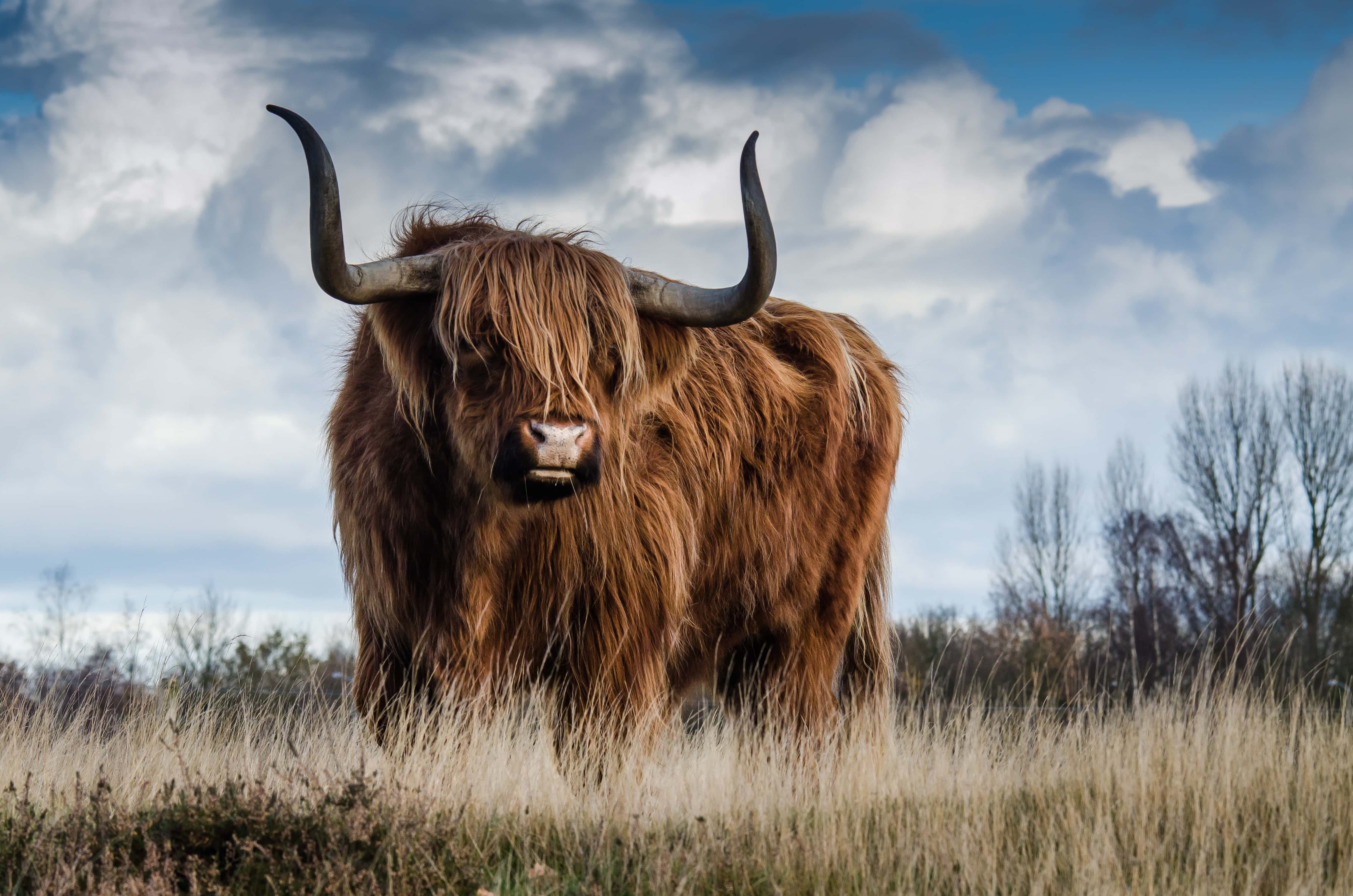 Brown Bull on Green Glass