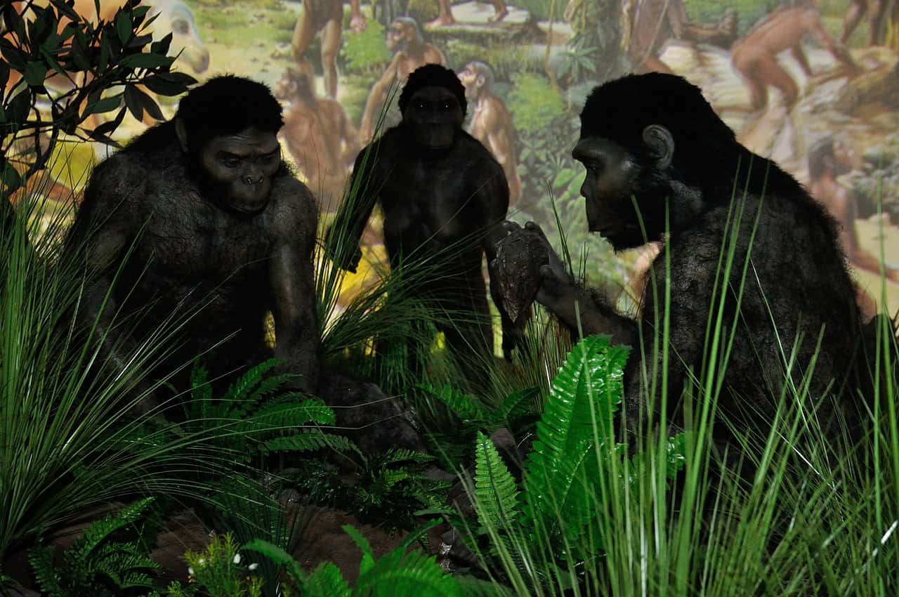 Human Evolution facts