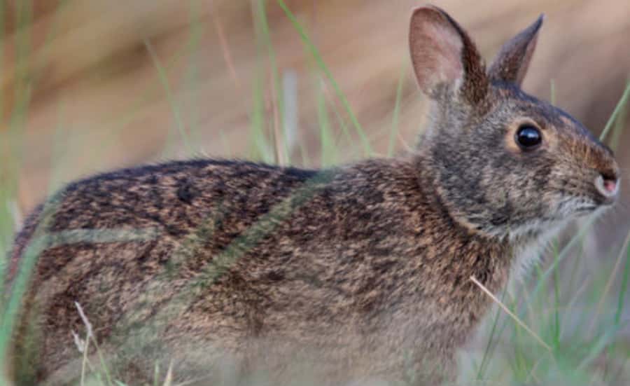 The Playboy Mansion Facts